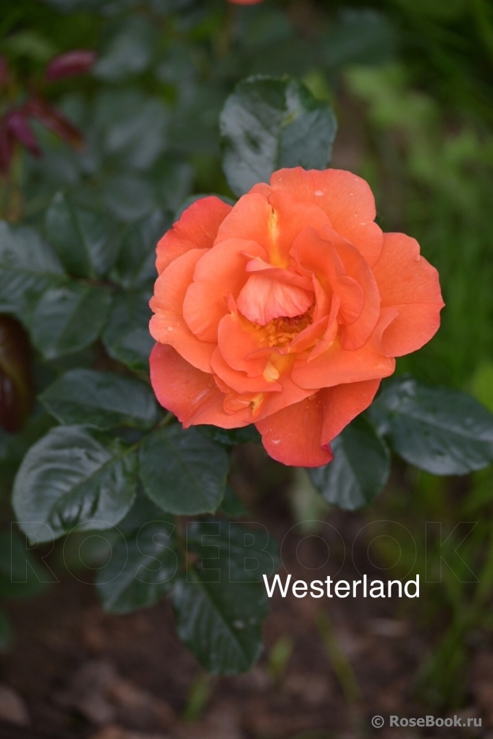 Westerland