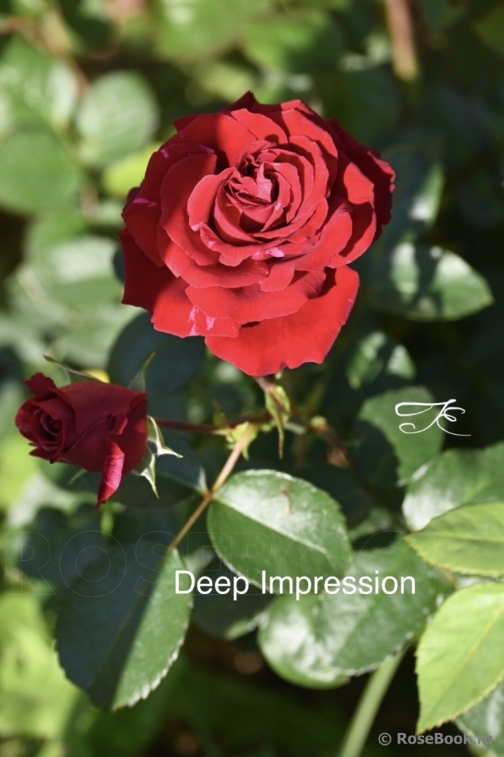 Deep Impression