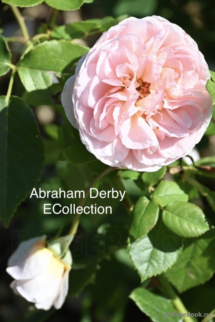 Abraham Darby