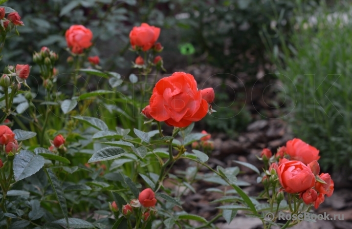 Orange Morsdag 