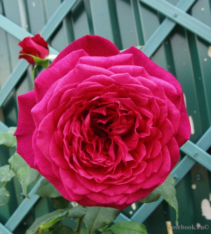 Johann Wolfgang von Goethe Rose®