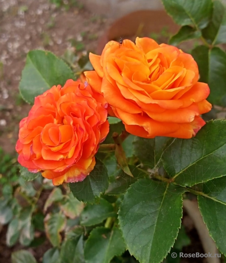 Orange Babyflor 