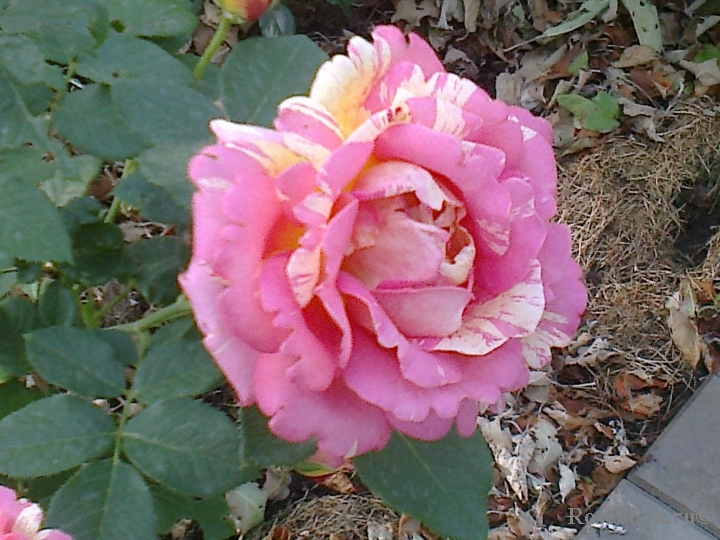 Rose des Cisterciens 