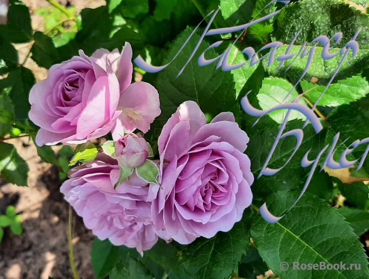 Lavender Bouquet