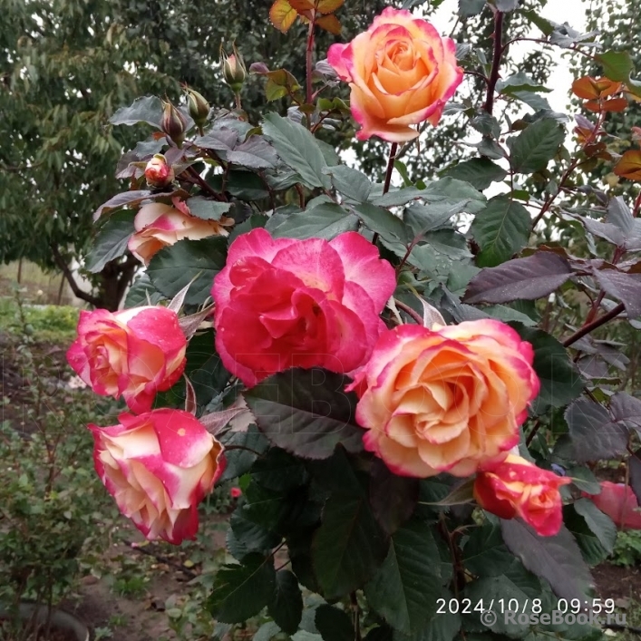 Marseille en Fleurs