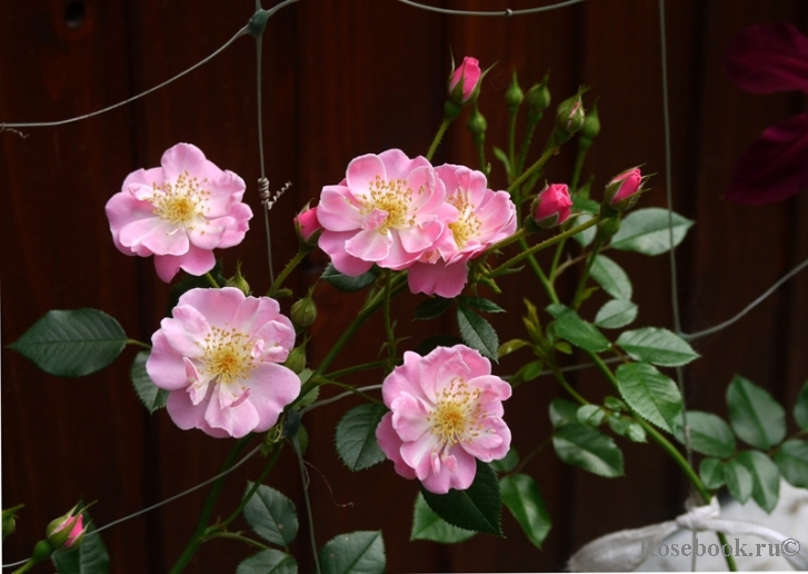 Lakeland Rose