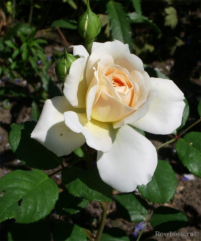 Crocus Rose® 