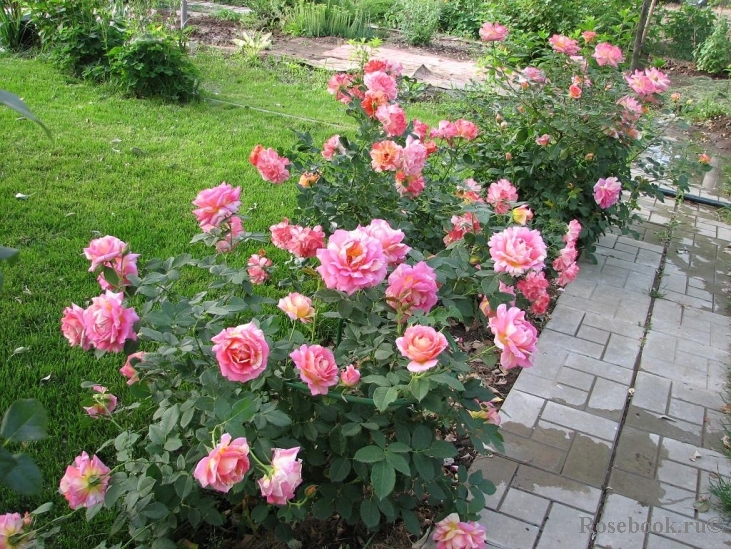 Rose des Cisterciens 