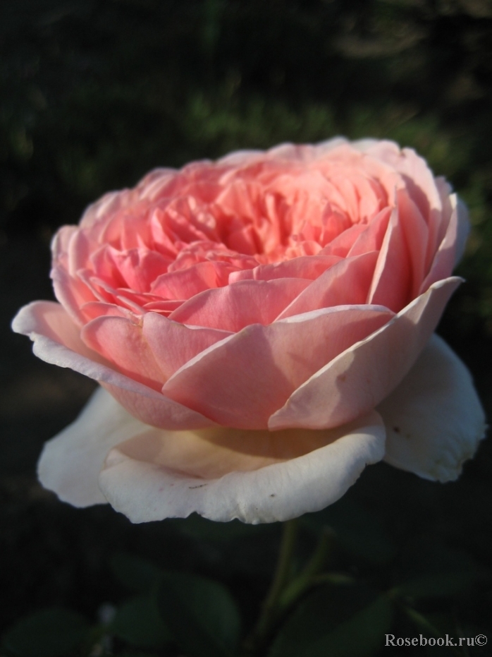 Abraham Darby