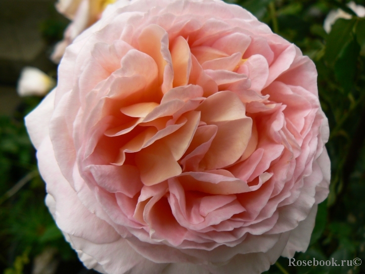 Abraham Darby