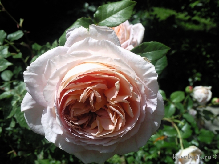 Abraham Darby