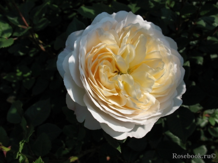 Crocus Rose® 