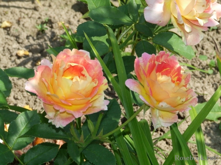 Rose des Cisterciens 