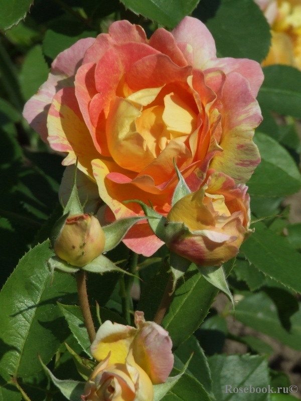 Rose des Cisterciens 