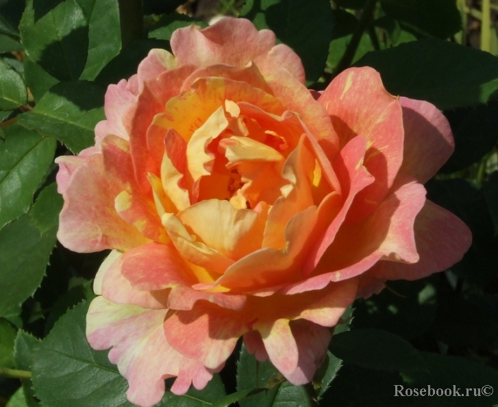 Rose des Cisterciens 