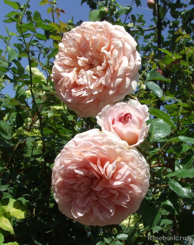 Abraham Darby