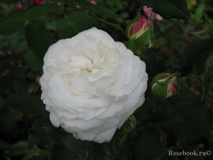 Boule de Neige 