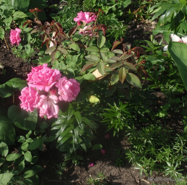 Zephirine Drouhin