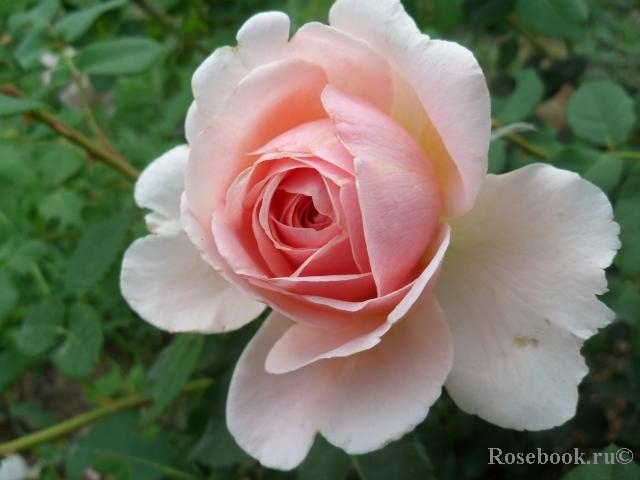 Abraham Darby