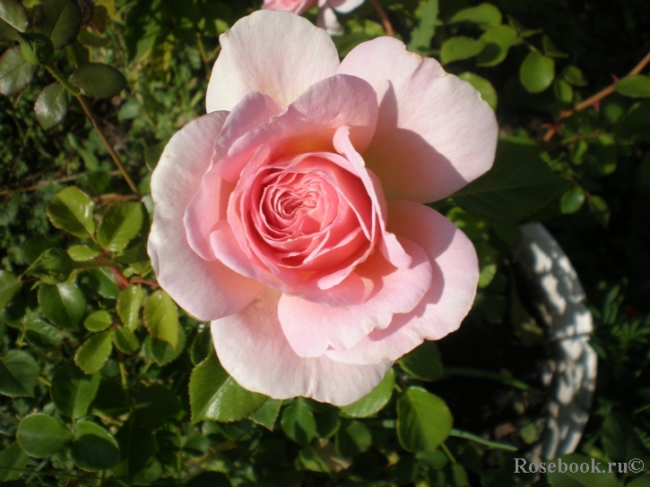 Abraham Darby