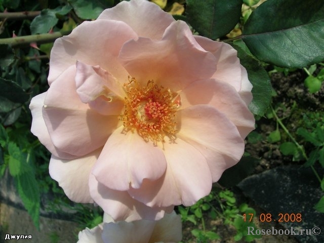 Julia's Rose