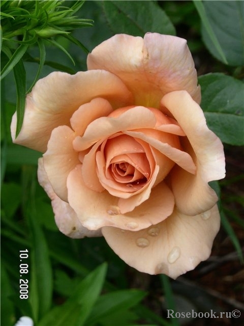 Julia's Rose