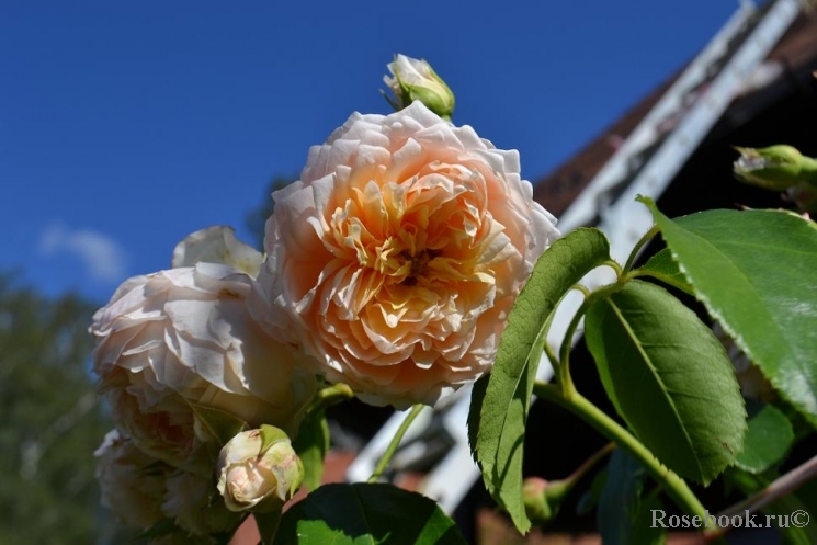 Ginger Syllabub