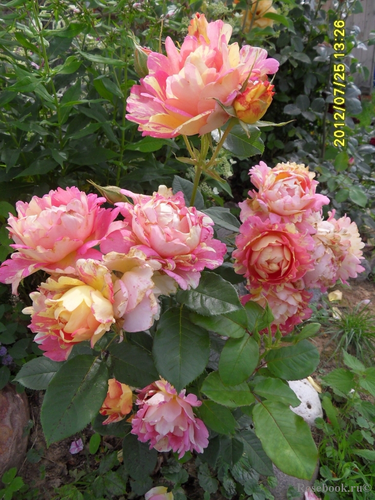 Rose des Cisterciens 