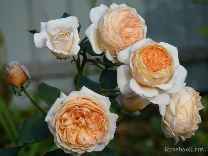 Crown Princess Margareta®