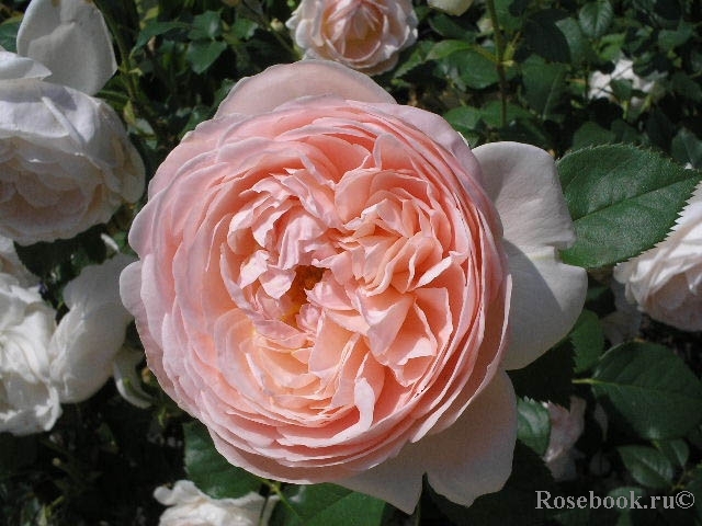 Ambridge Rose 