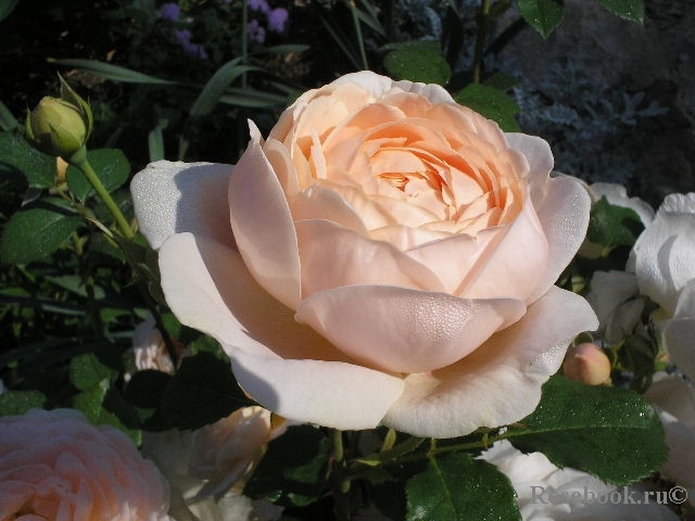 Ambridge Rose 