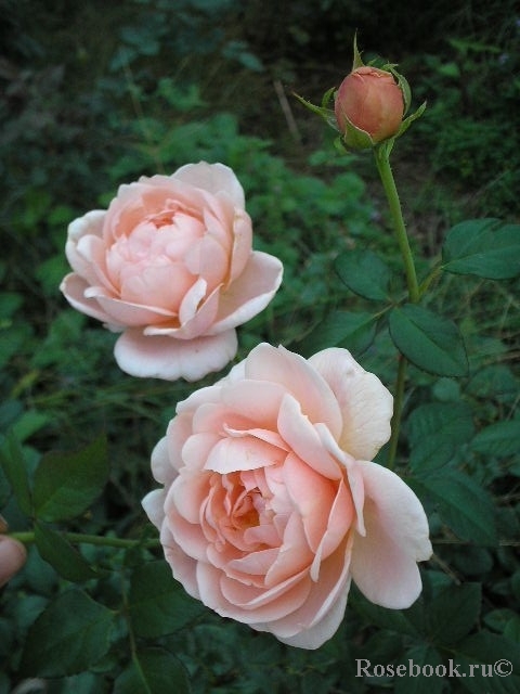 Ambridge Rose 