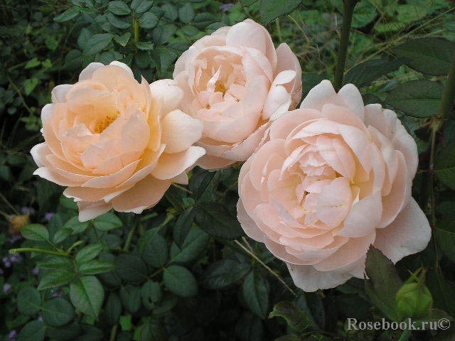 Ambridge Rose 