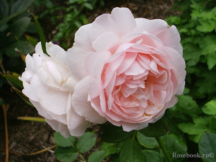 Ambridge Rose 