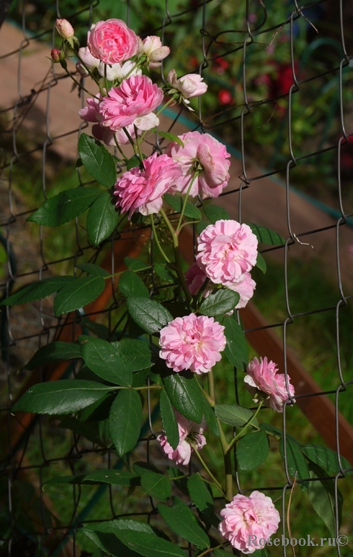 Fleur de Sardaigne