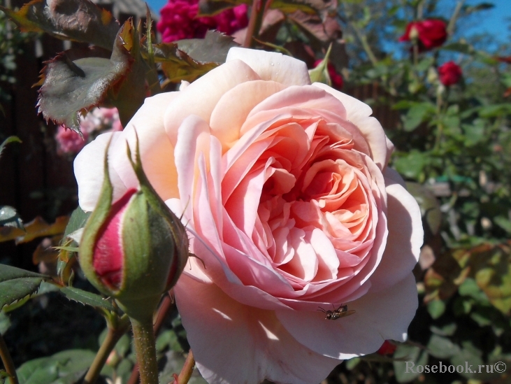 A Shropshire Lad