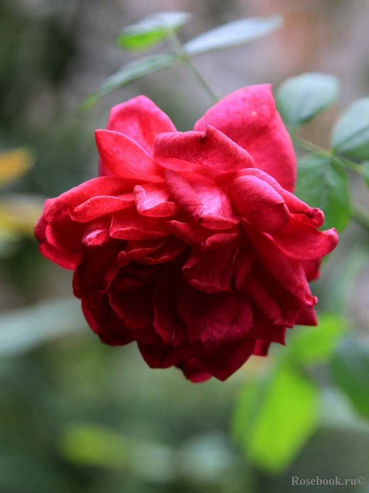 Darcey Bussell 