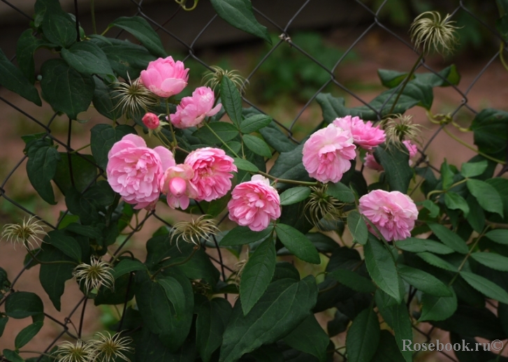 Fleur de Sardaigne