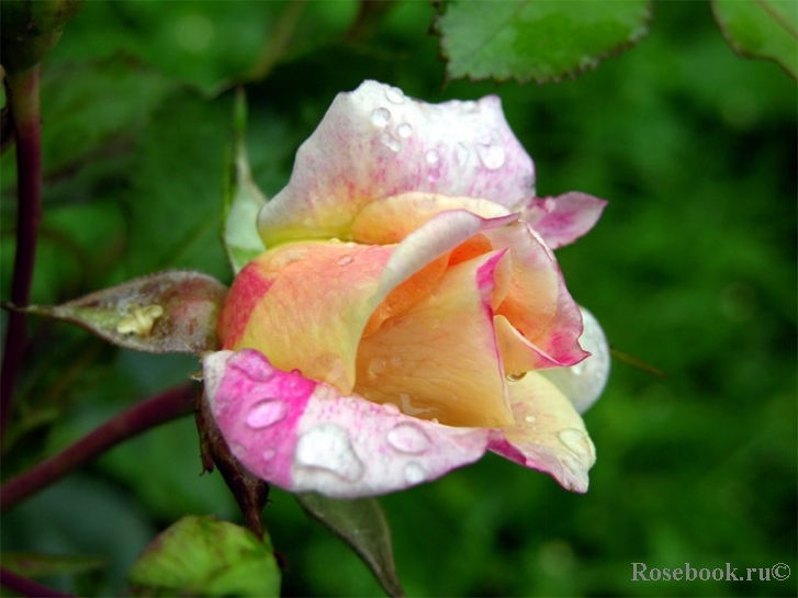 Rose des Cisterciens 