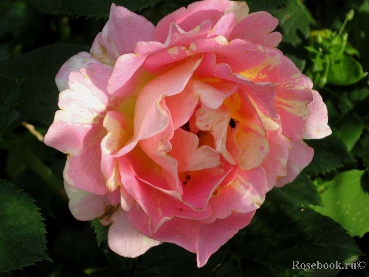 Rose des Cisterciens 