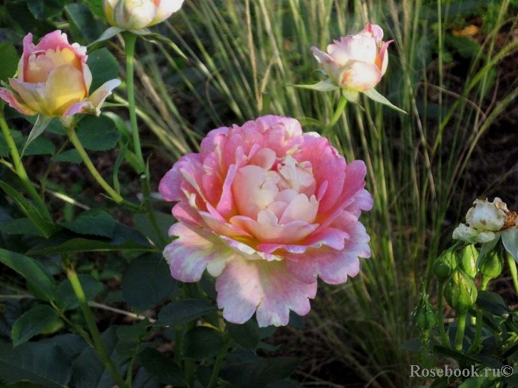 Rose des Cisterciens 