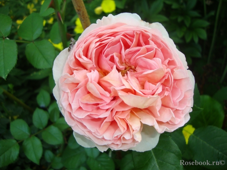 Abraham Darby