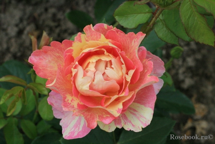 Rose des Cisterciens 