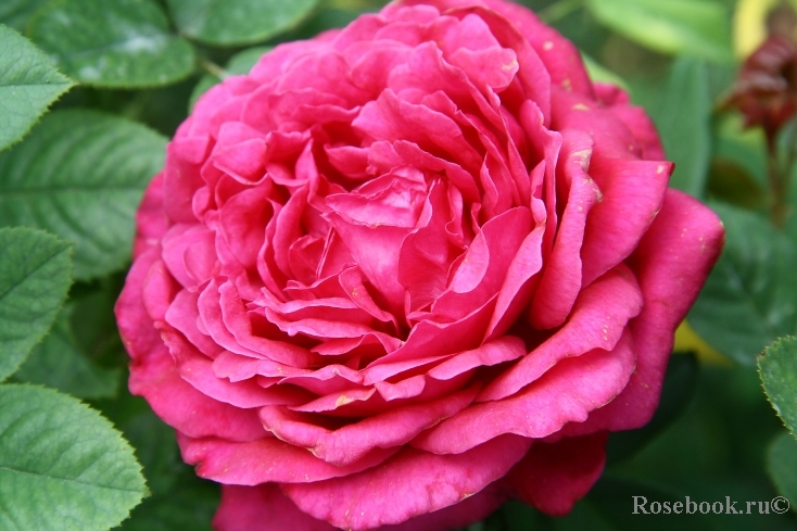 Rosier Rose Lalande de Pomerol ®