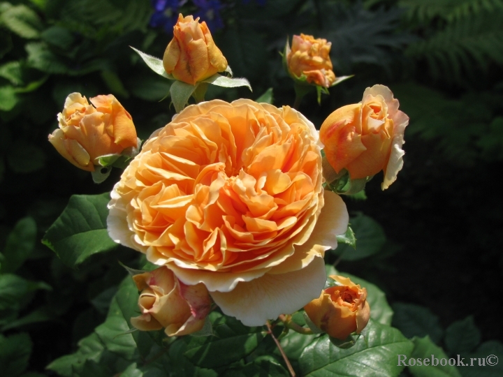 Crown Princess Margareta®