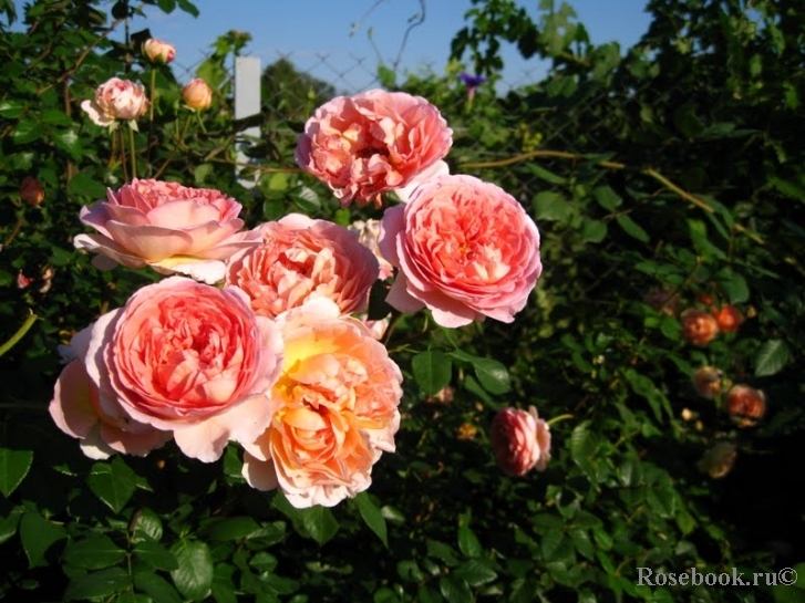 Abraham Darby