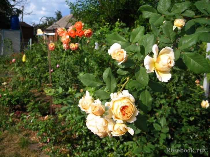 Crown Princess Margareta®