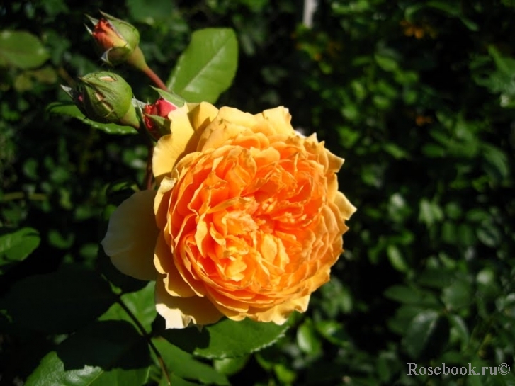 Crown Princess Margareta®