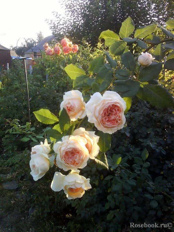 Crown Princess Margareta®