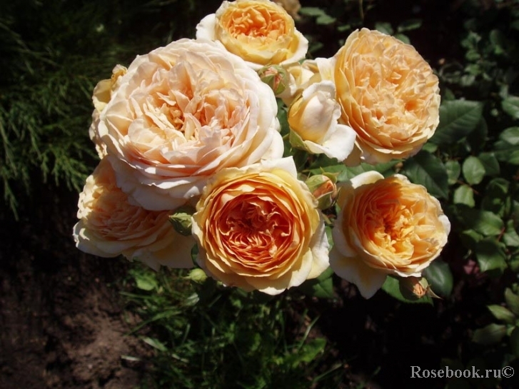 Crown Princess Margareta®